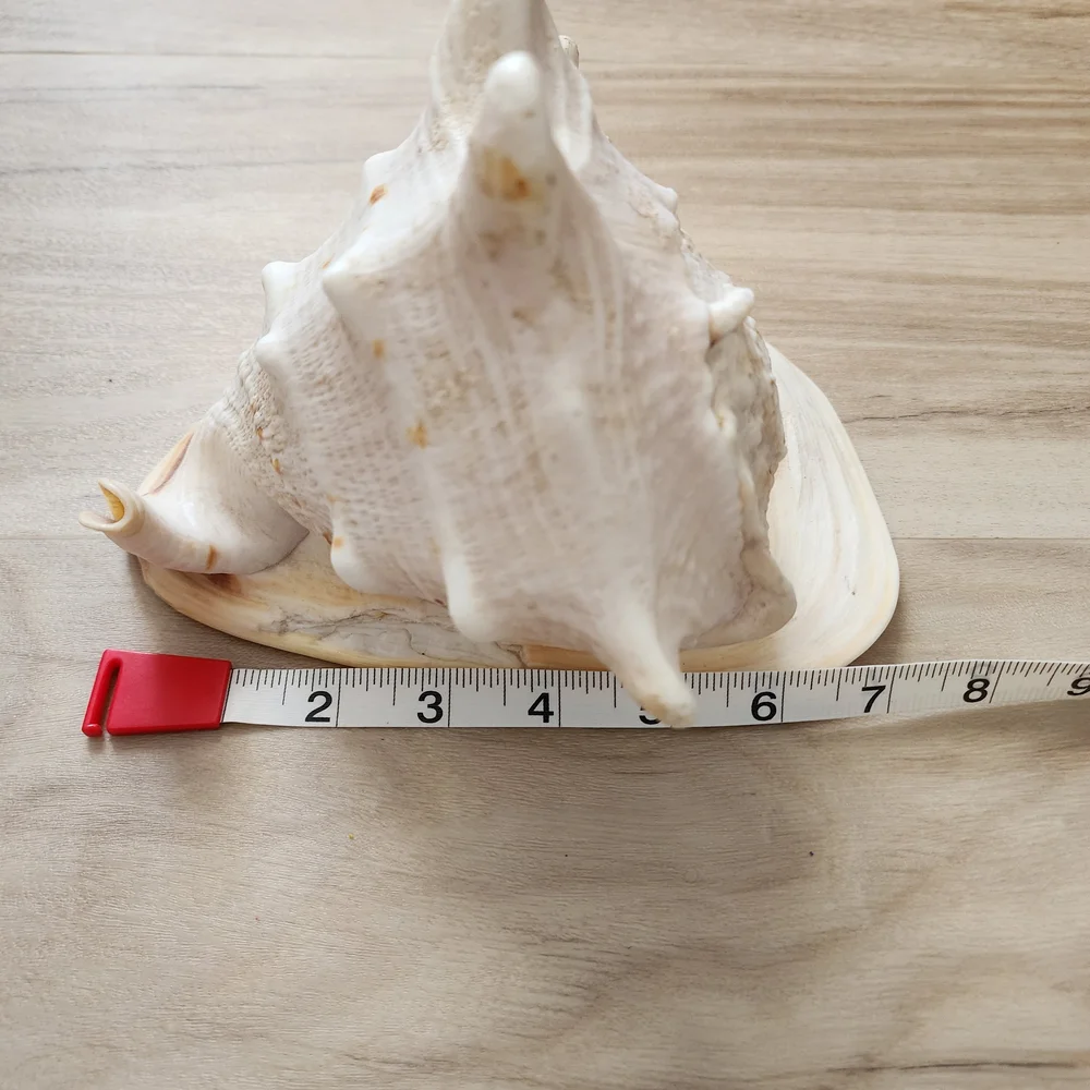 Large Seashell Decor - Picture 5 of 6